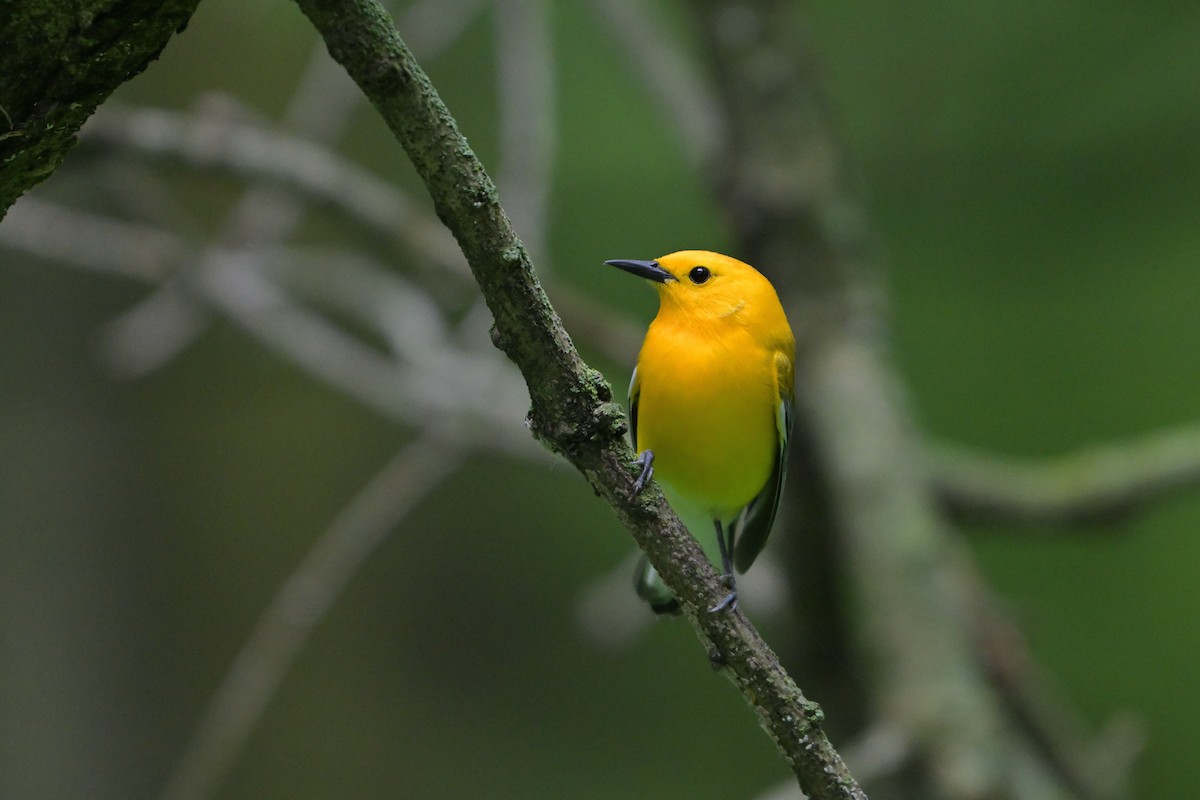 Prothonotary Warbler - ML638306216