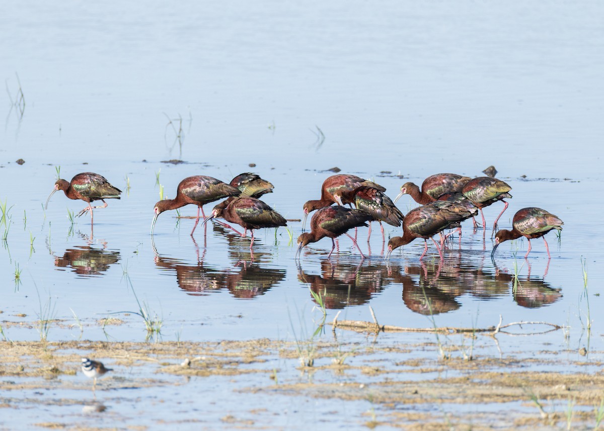 White-faced Ibis - ML638306217