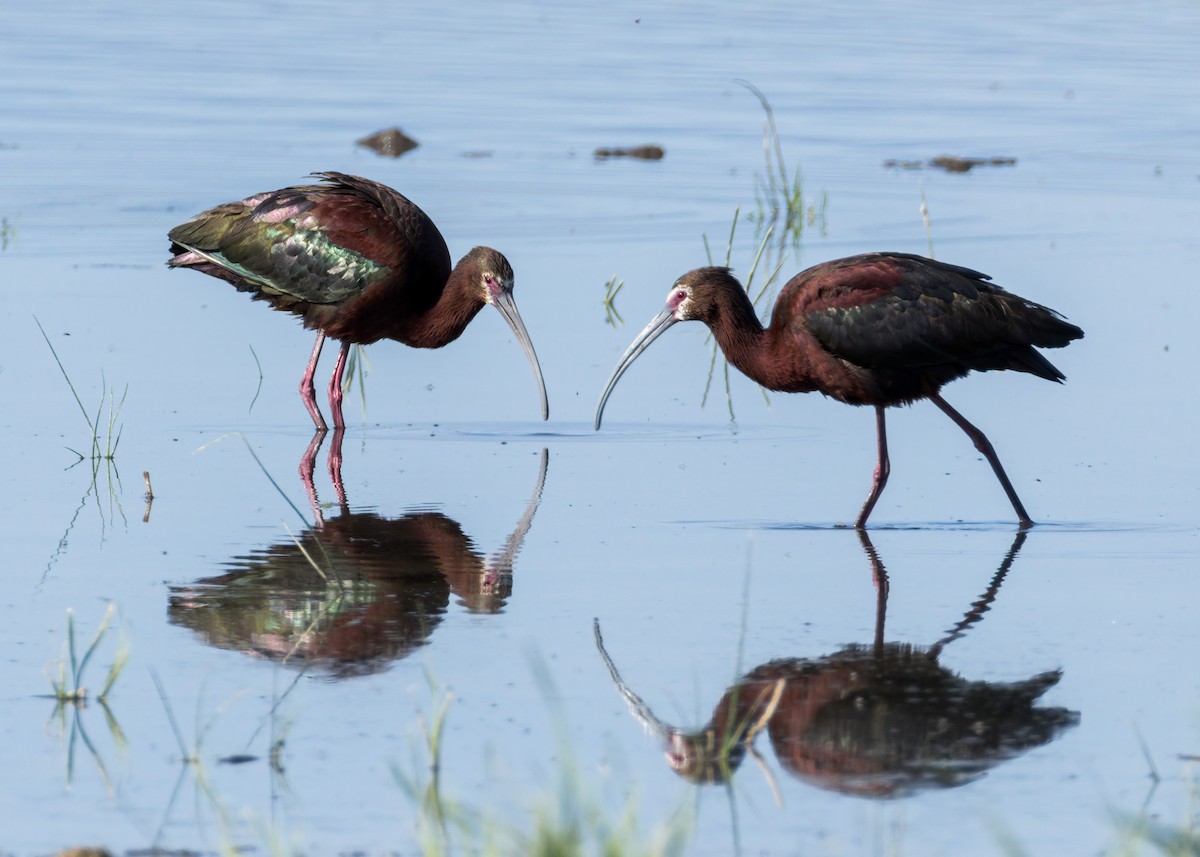 White-faced Ibis - ML638306219