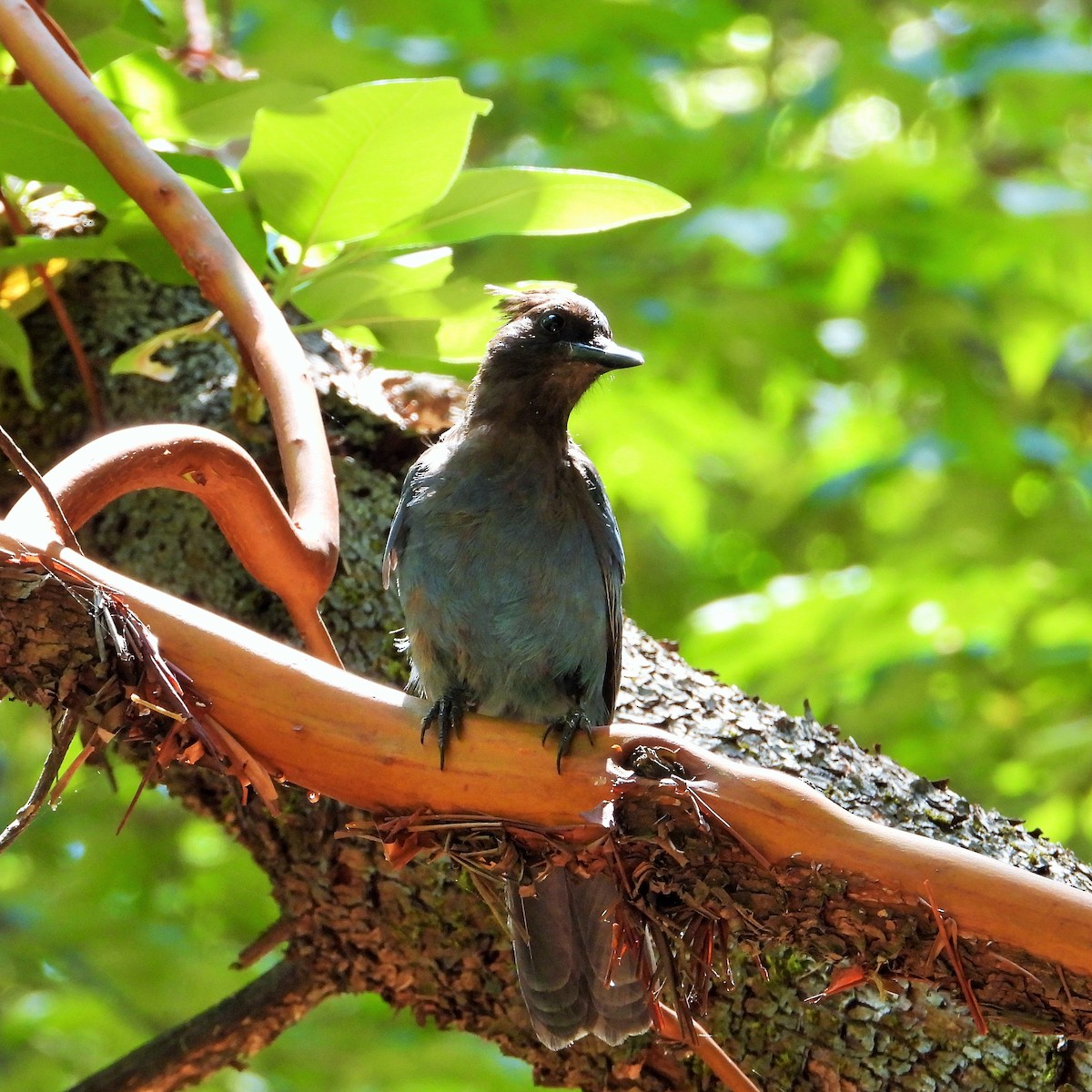 Steller's Jay - ML638306220