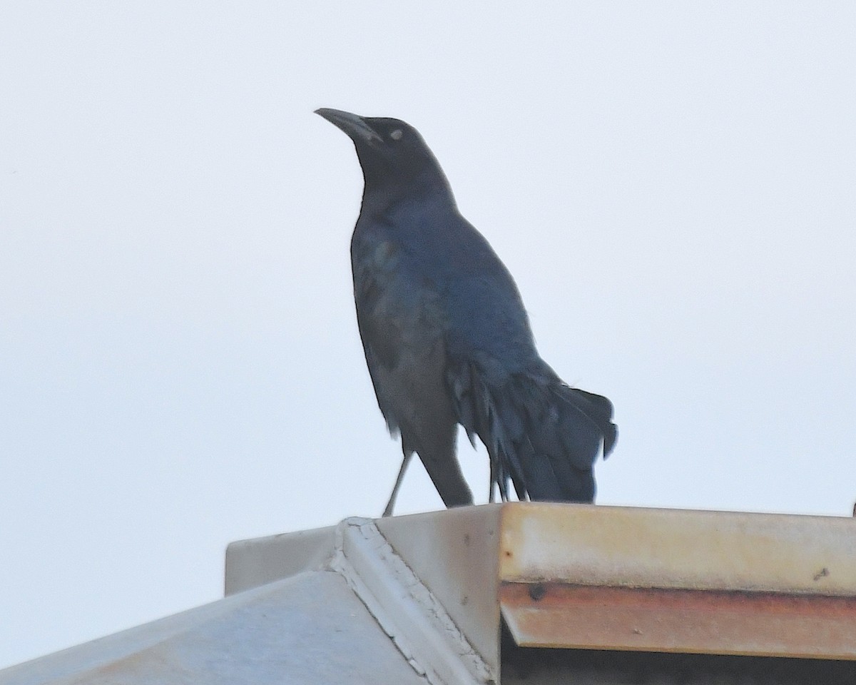 Great-tailed Grackle - ML638306223