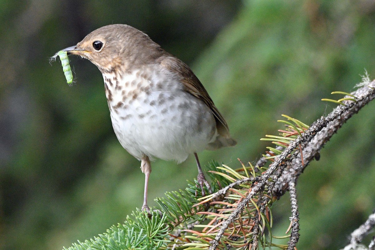 Swainson's Thrush - ML638306226
