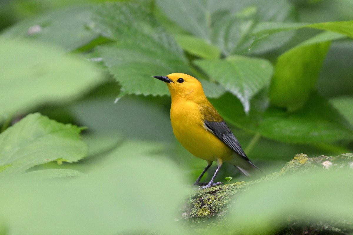 Prothonotary Warbler - ML638306227