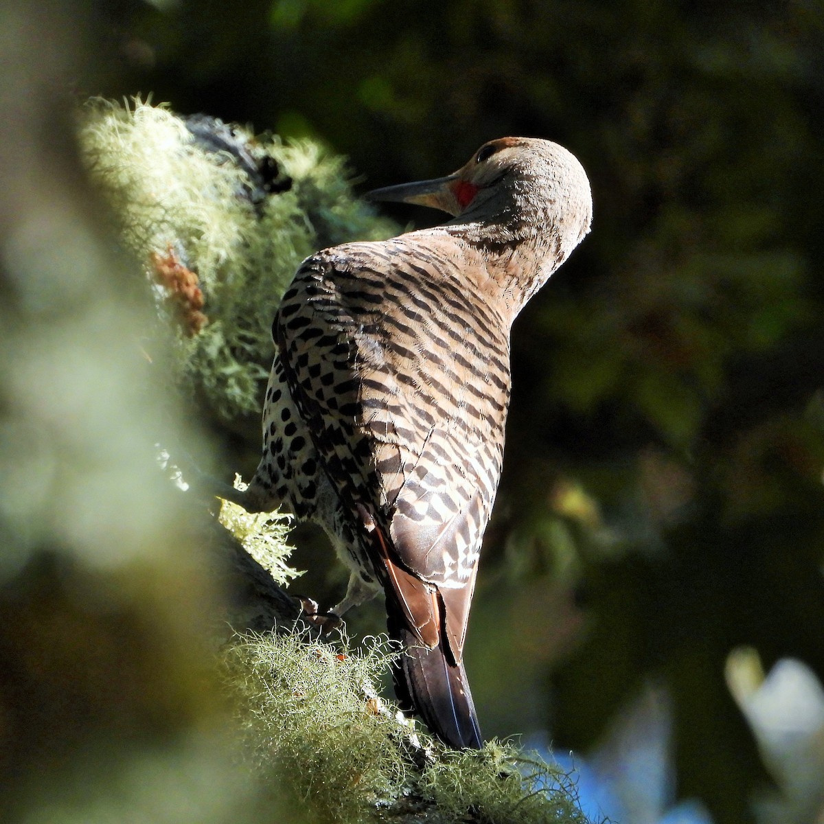 Northern Flicker (Red-shafted) - ML638306229