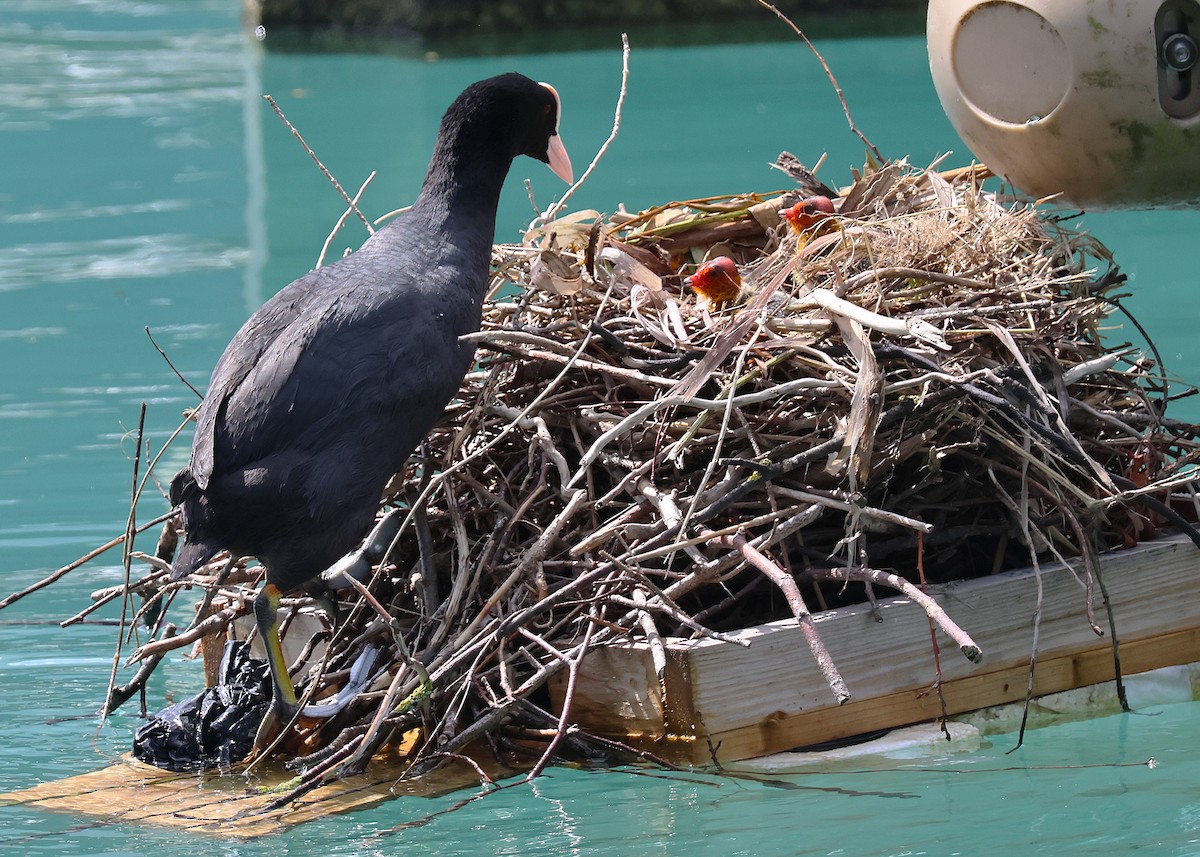 Eurasian Coot - ML638306231