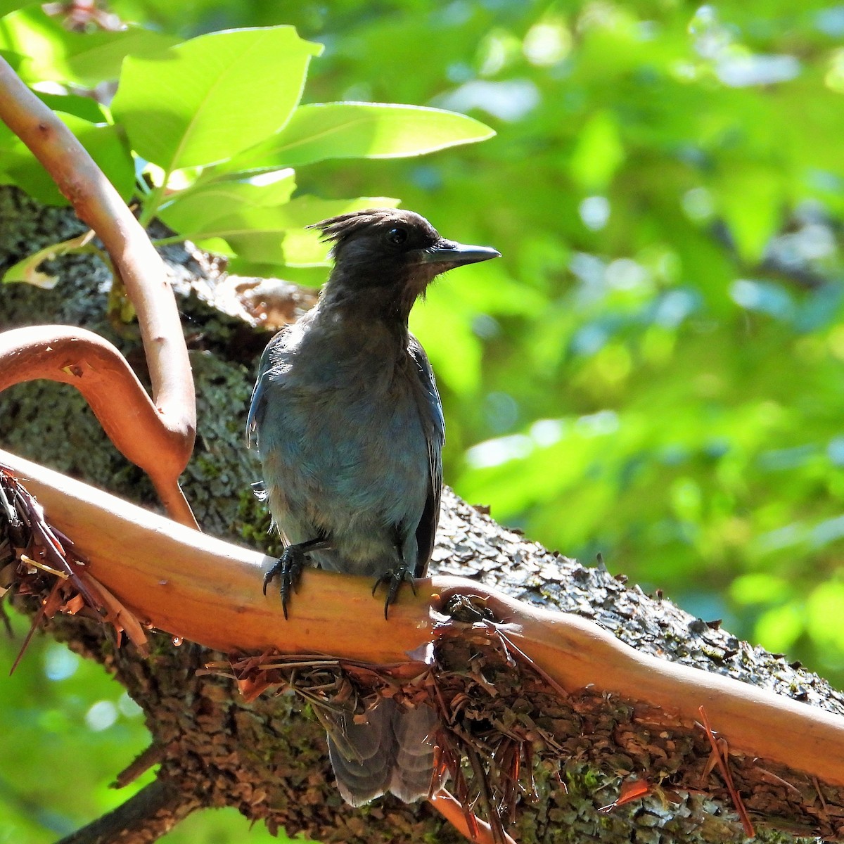 Steller's Jay - ML638306234