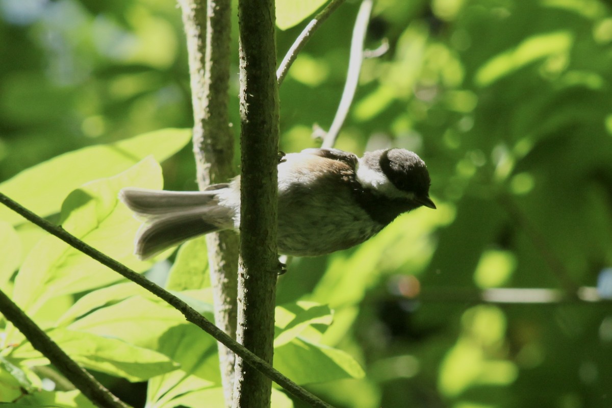 Chestnut-backed Chickadee - ML638306235