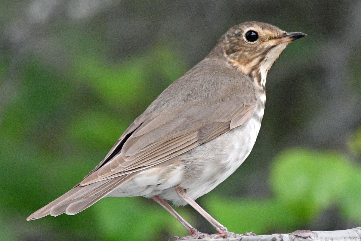 Swainson's Thrush - ML638306236