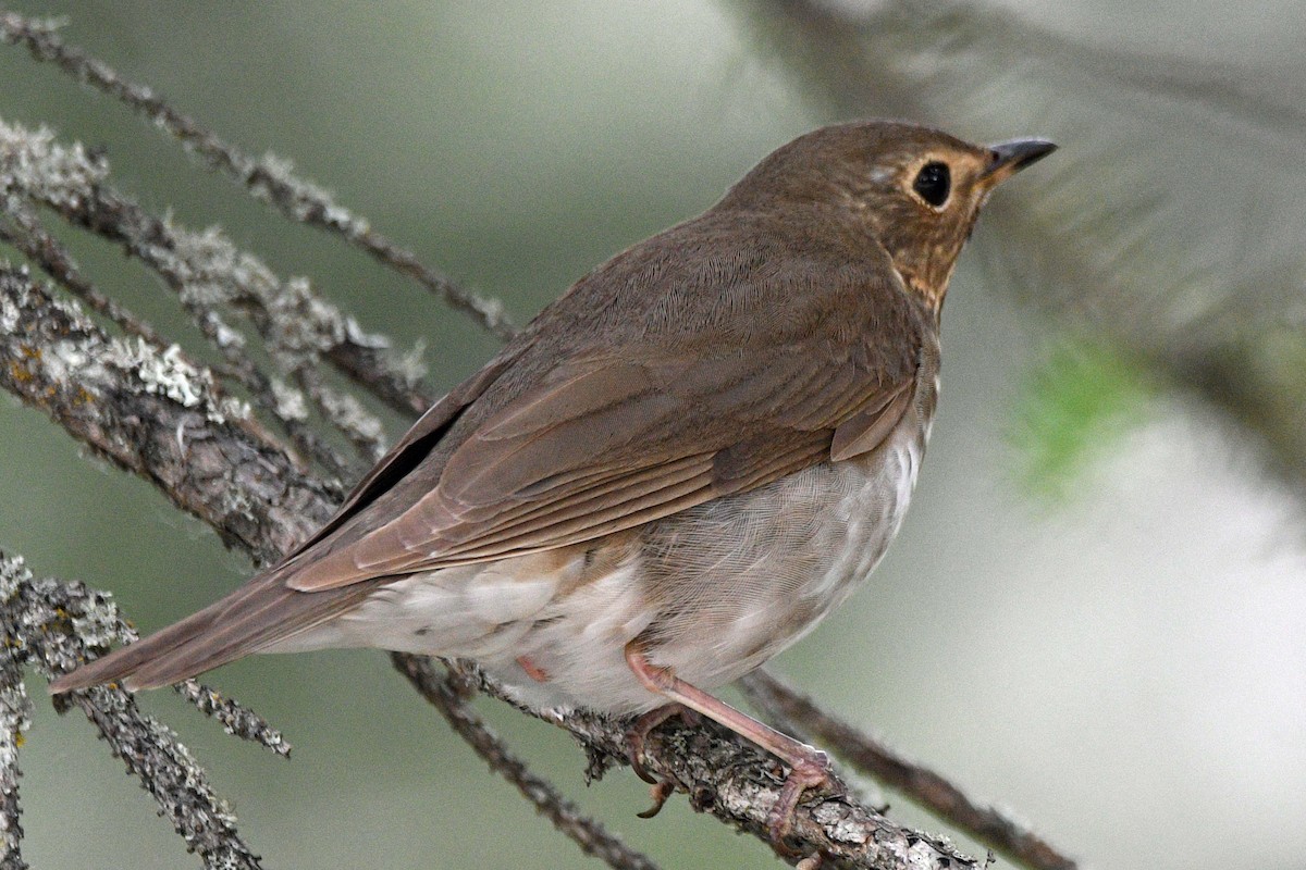 Swainson's Thrush - ML638306239