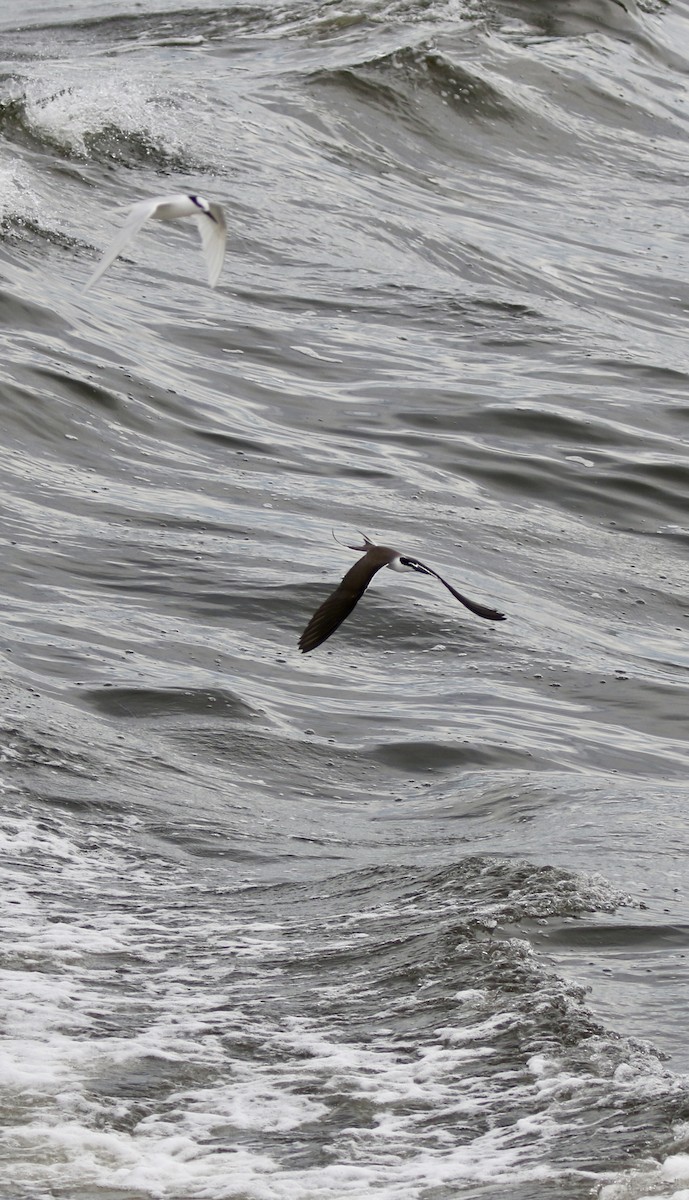 Bridled Tern - ML638306240