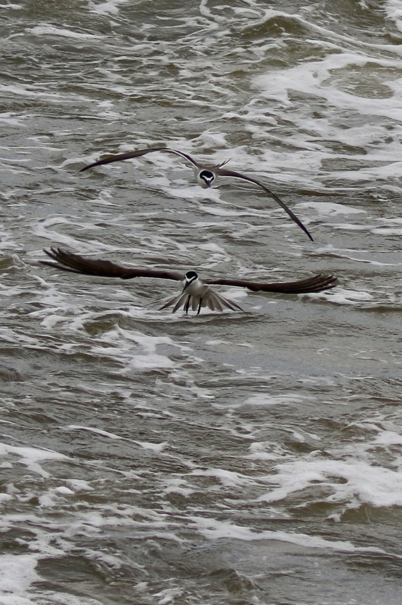 Bridled Tern - ML638306241