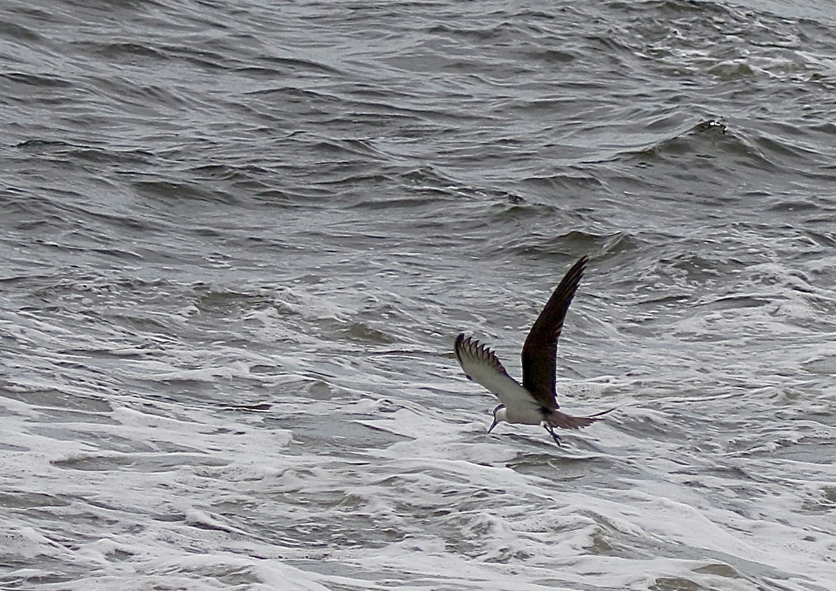 Bridled Tern - ML638306242
