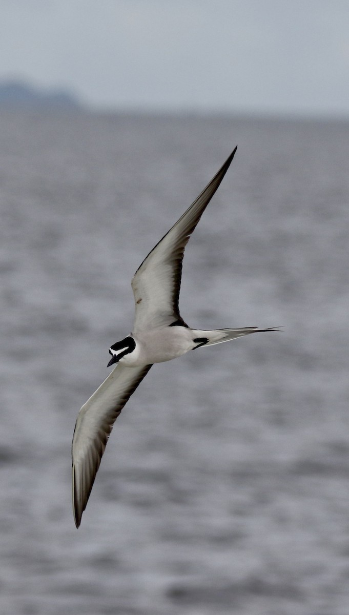 Bridled Tern - ML638306243