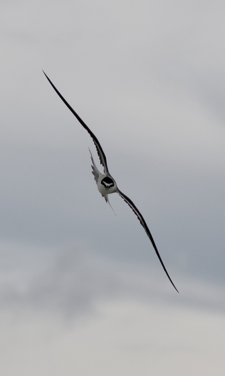 Bridled Tern - ML638306244