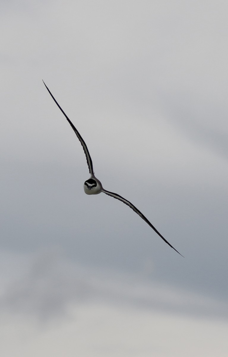 Bridled Tern - ML638306245