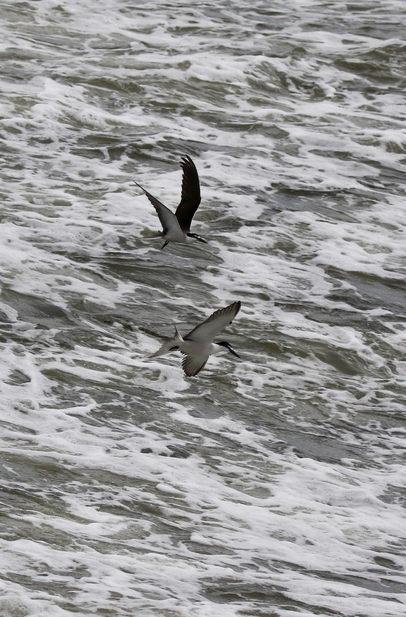 Bridled Tern - ML638306247
