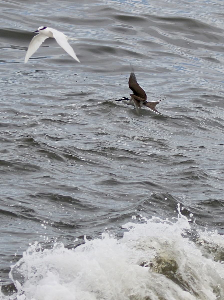 Bridled Tern - ML638306248