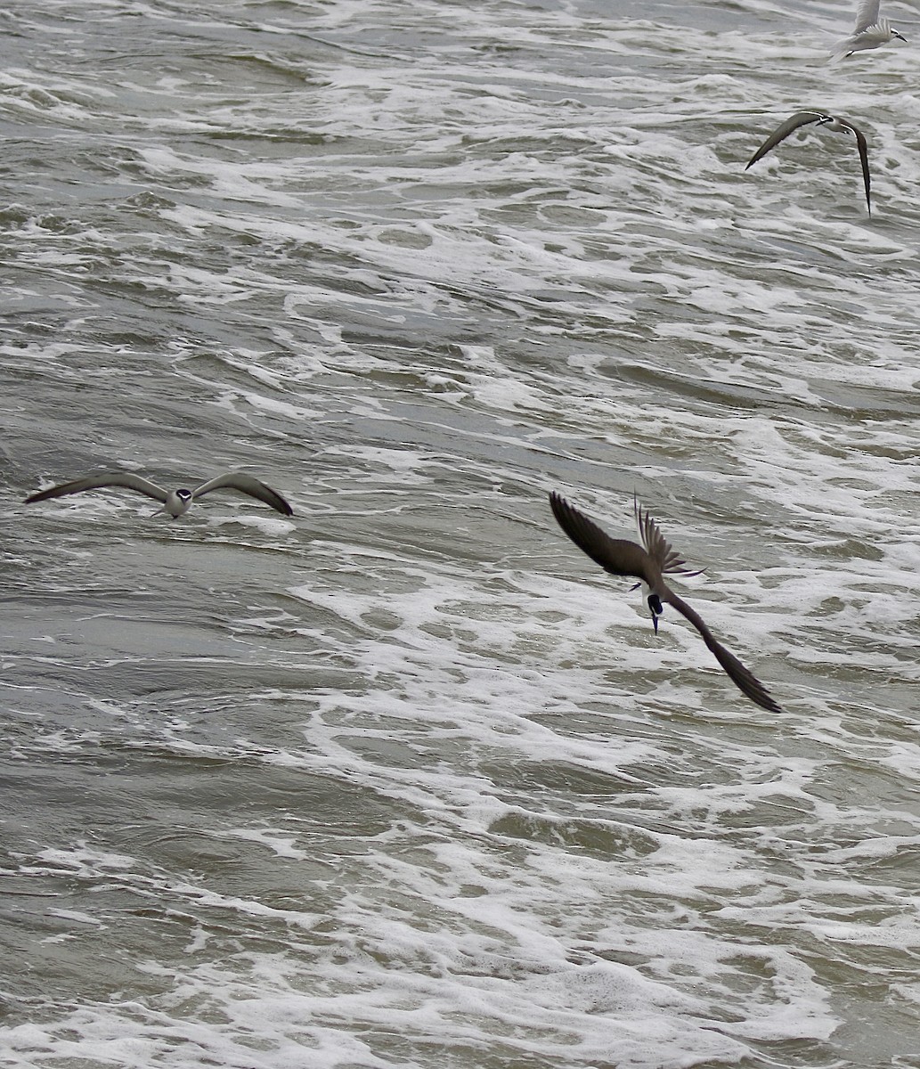Bridled Tern - ML638306250