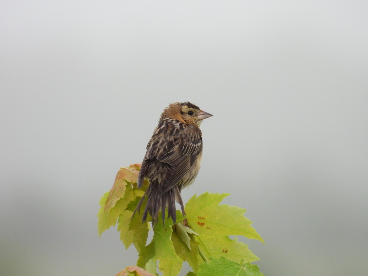 Bobolink - ML638306254