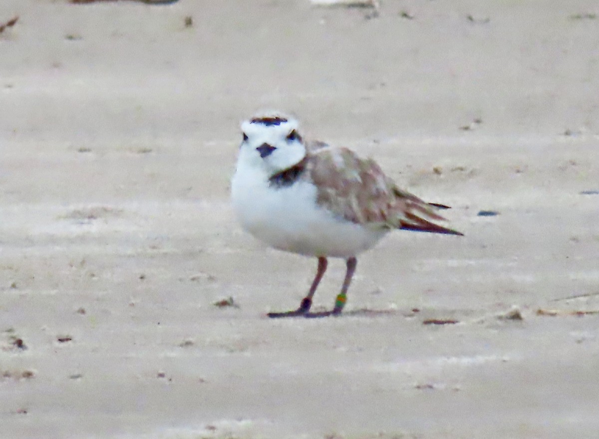 Snowy Plover - ML638306263