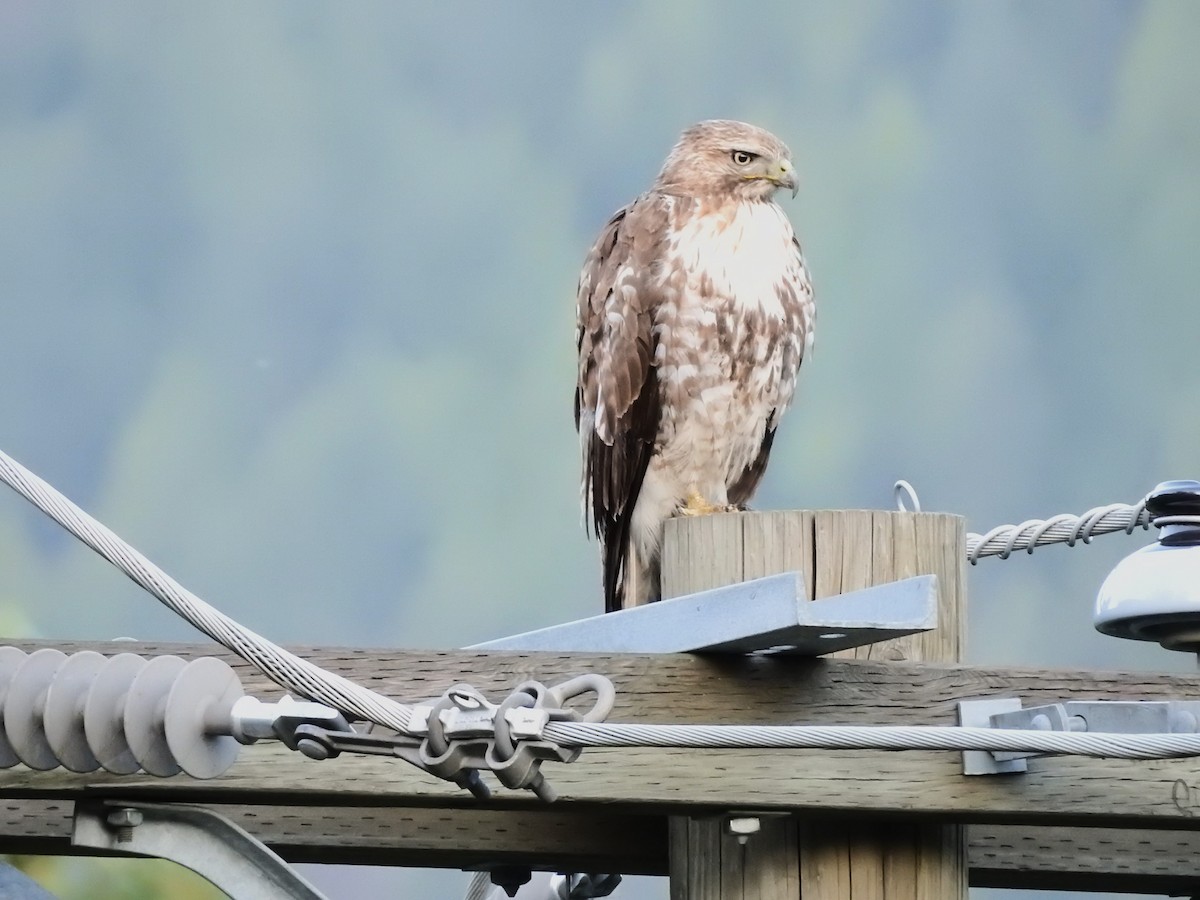 Red-tailed Hawk - ML638306280