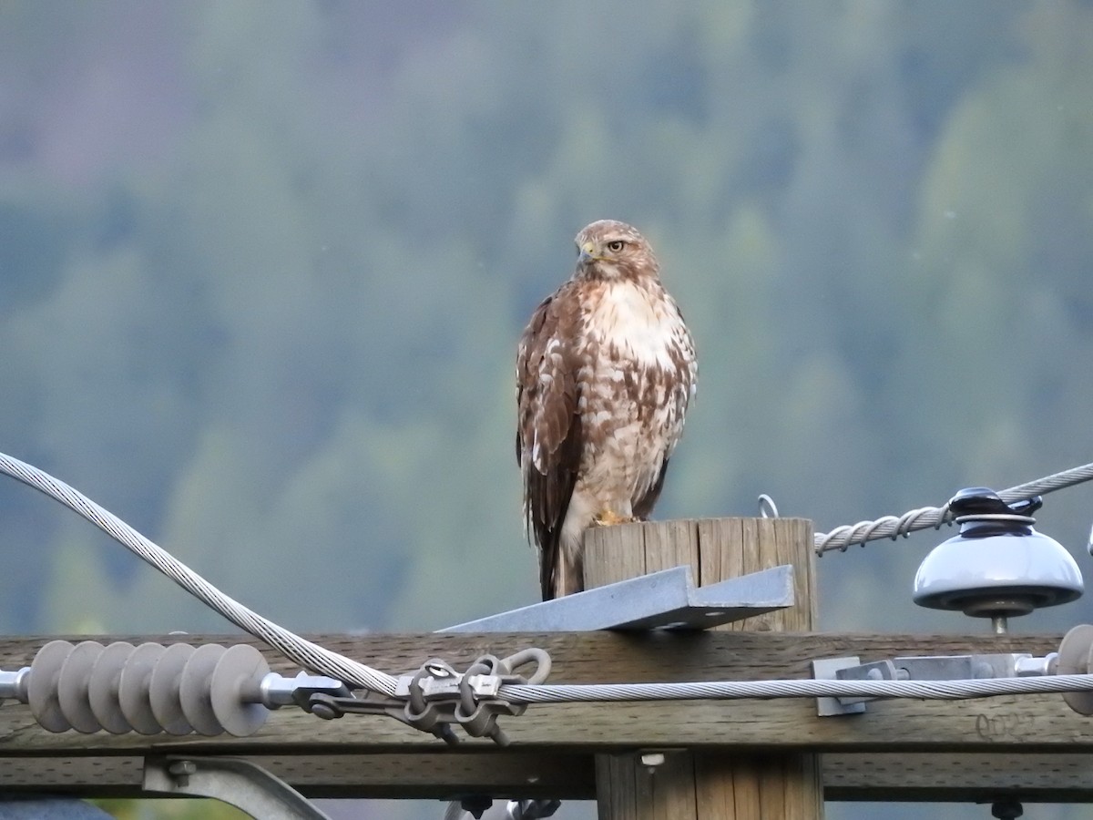 Red-tailed Hawk - ML638306281