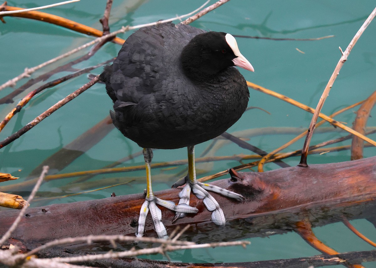Eurasian Coot - ML638306284