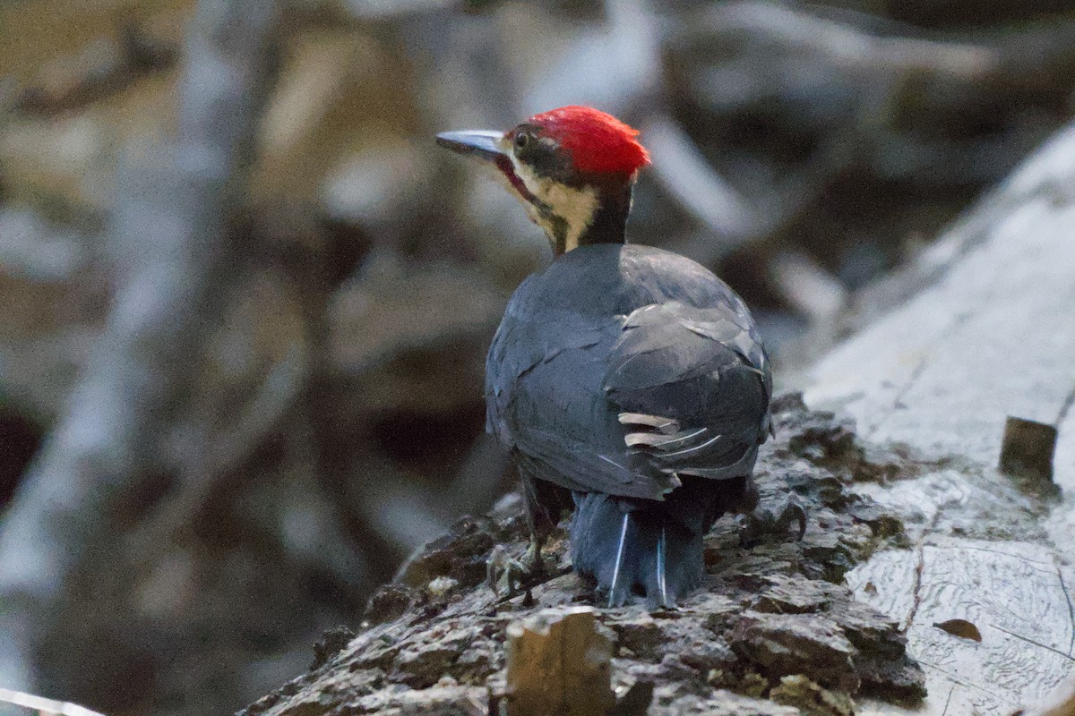 Pileated Woodpecker - ML638306297