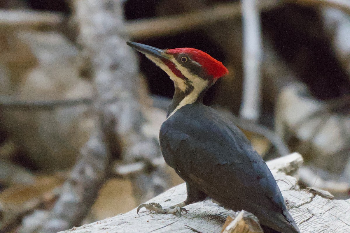 Pileated Woodpecker - ML638306298