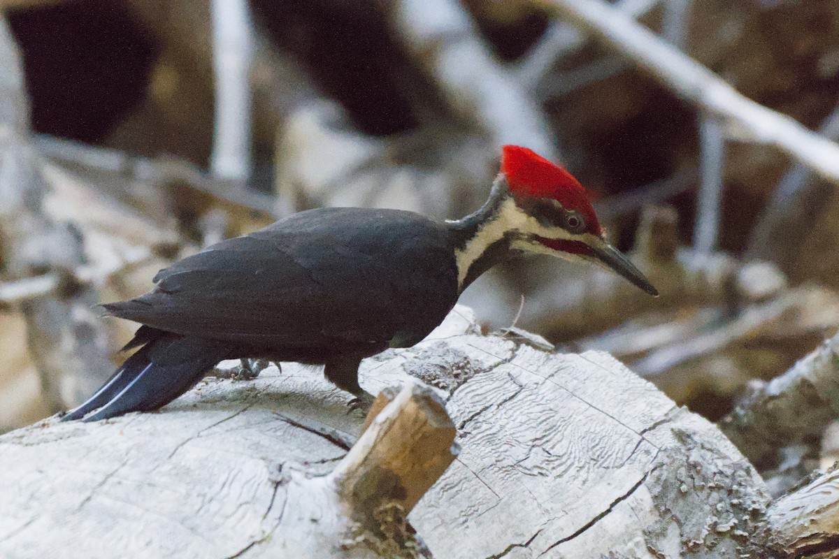 Pileated Woodpecker - ML638306299