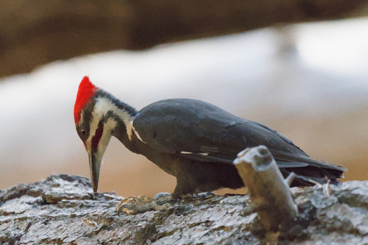 Pileated Woodpecker - ML638306301