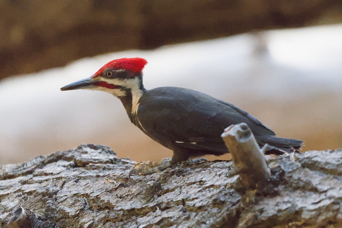 Pileated Woodpecker - ML638306302