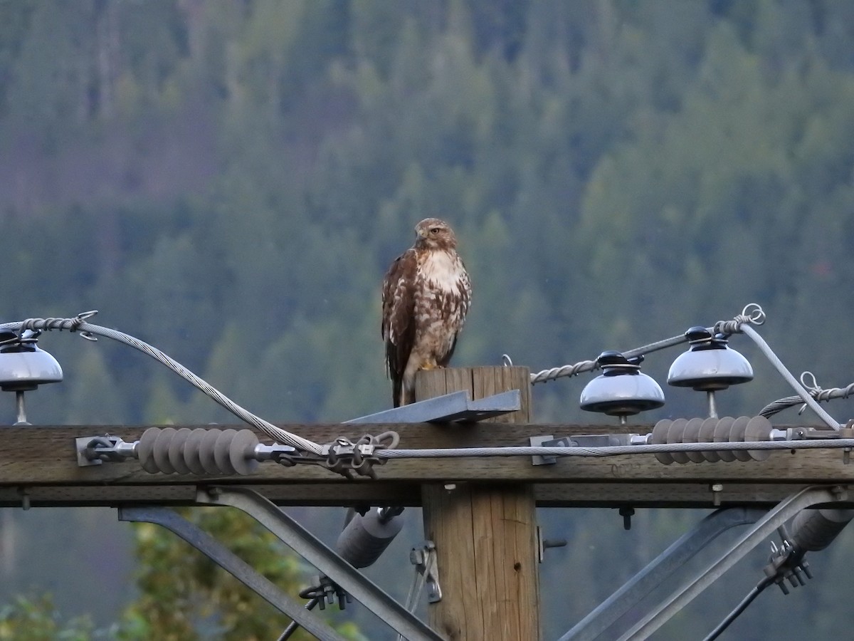 Red-tailed Hawk - ML638306305