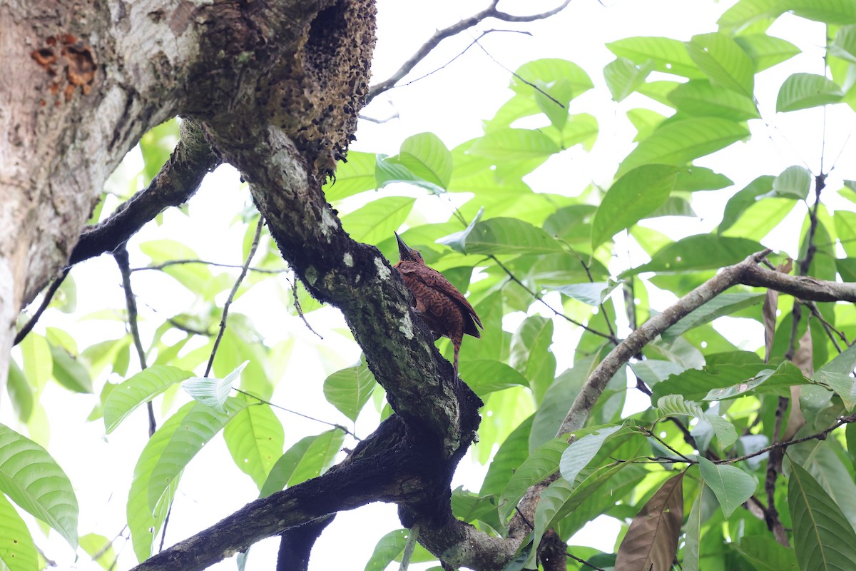 Rufous Woodpecker - ML638306308