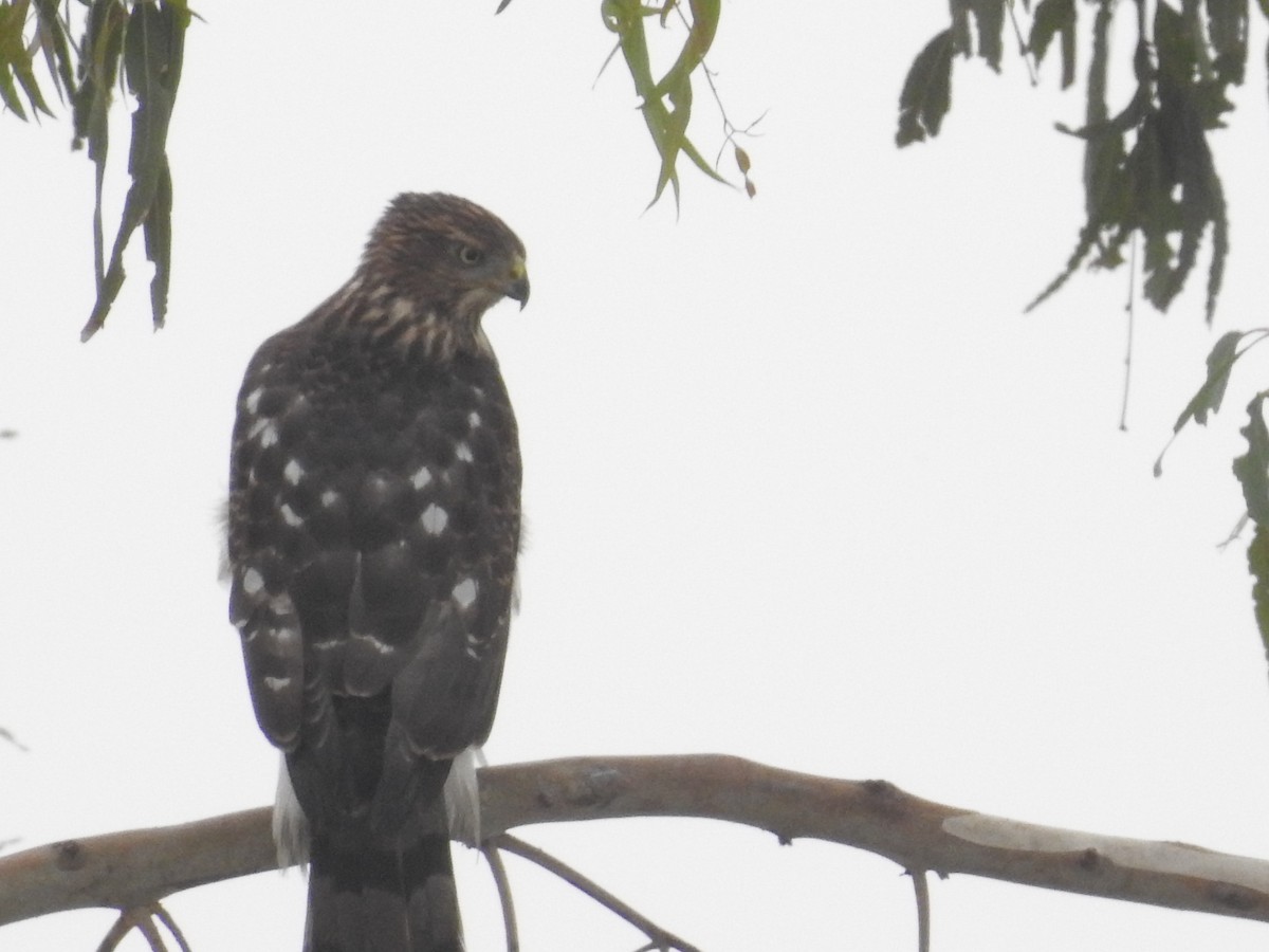 Cooper's Hawk - ML63830631