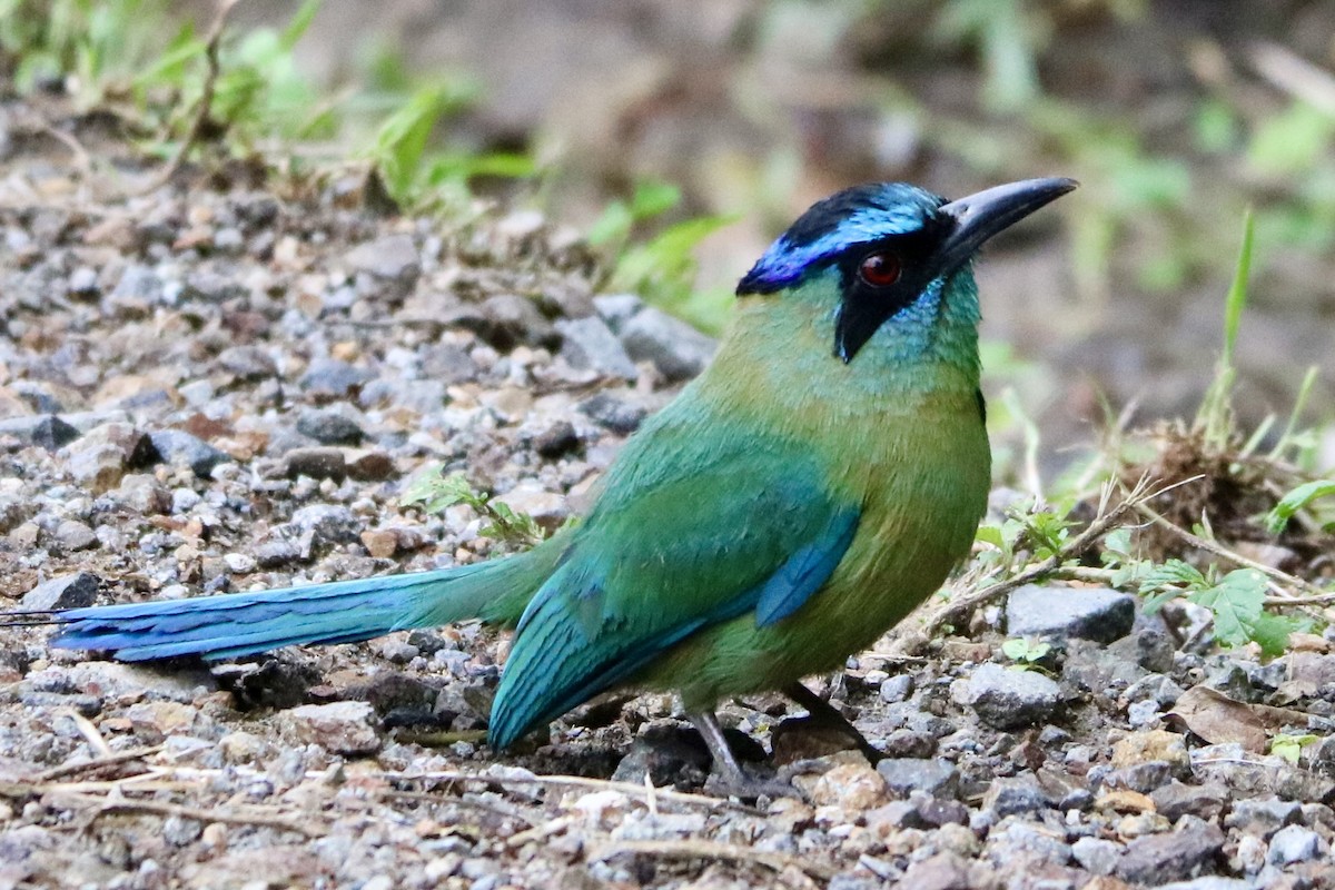 momot diadémový - ML638306310