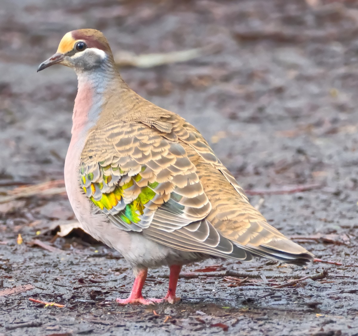 Common Bronzewing - ML638306311