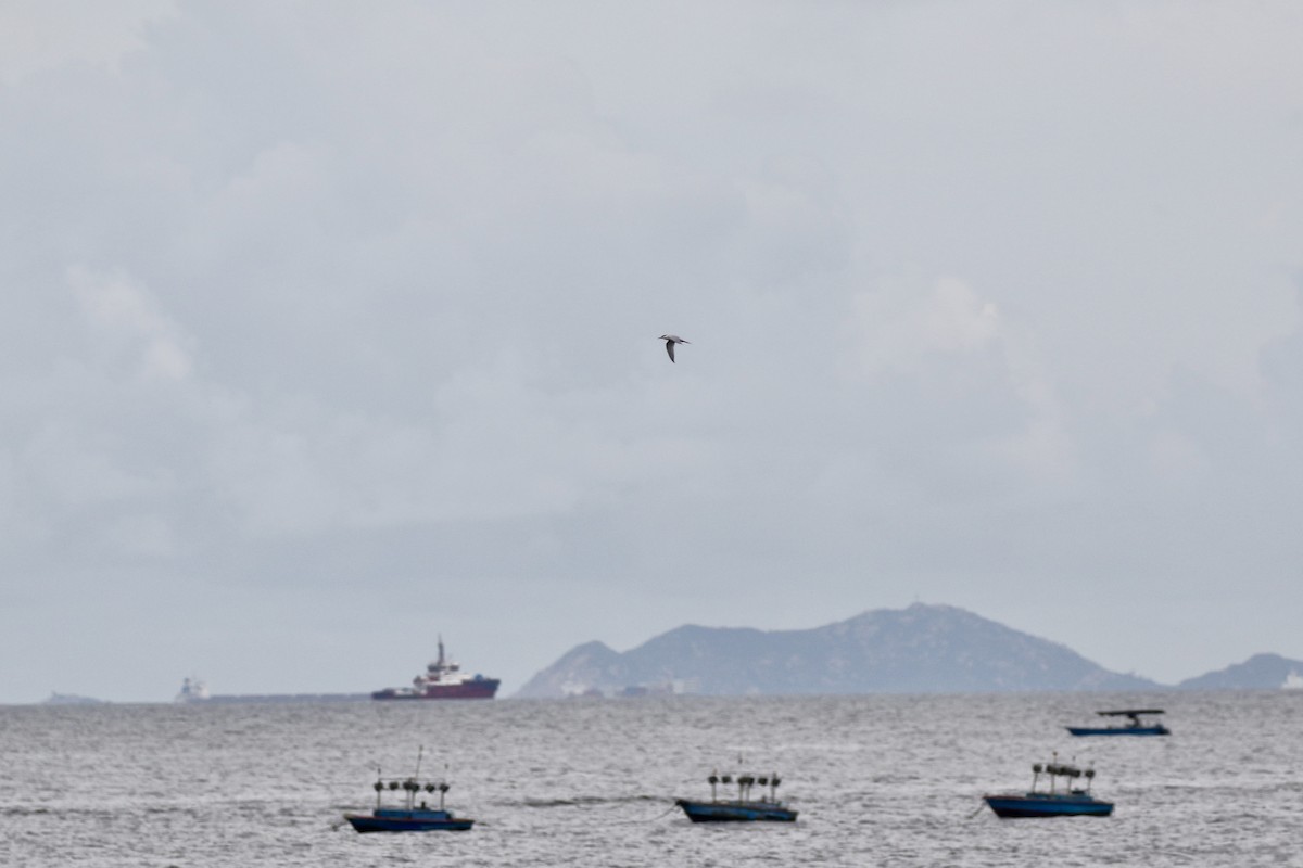 tern sp. - ML638306314