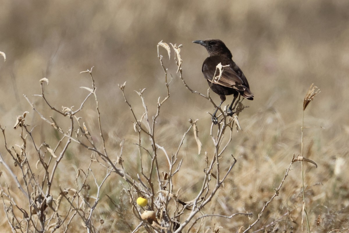 Northern Anteater-Chat - ML638306315
