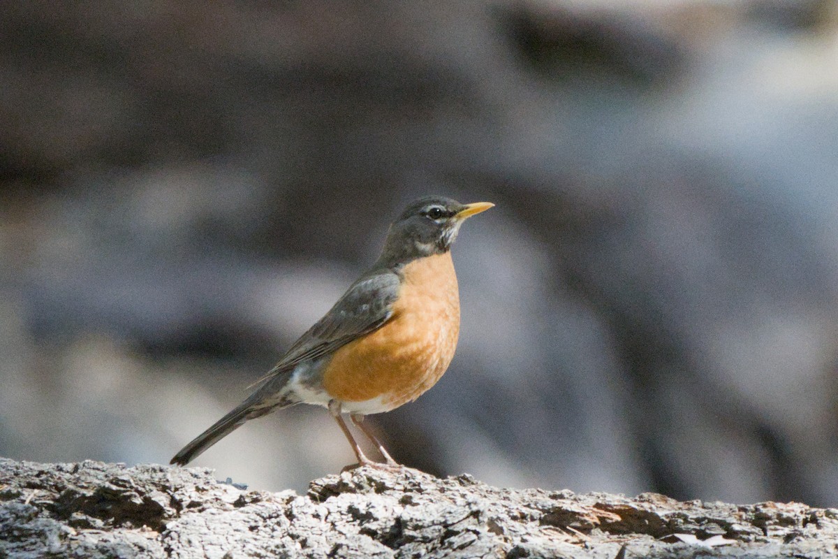 American Robin - ML638306316