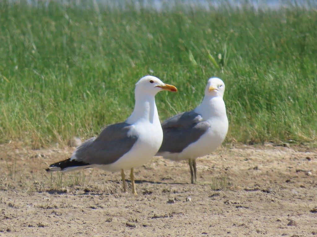 California Gull - ML638306332