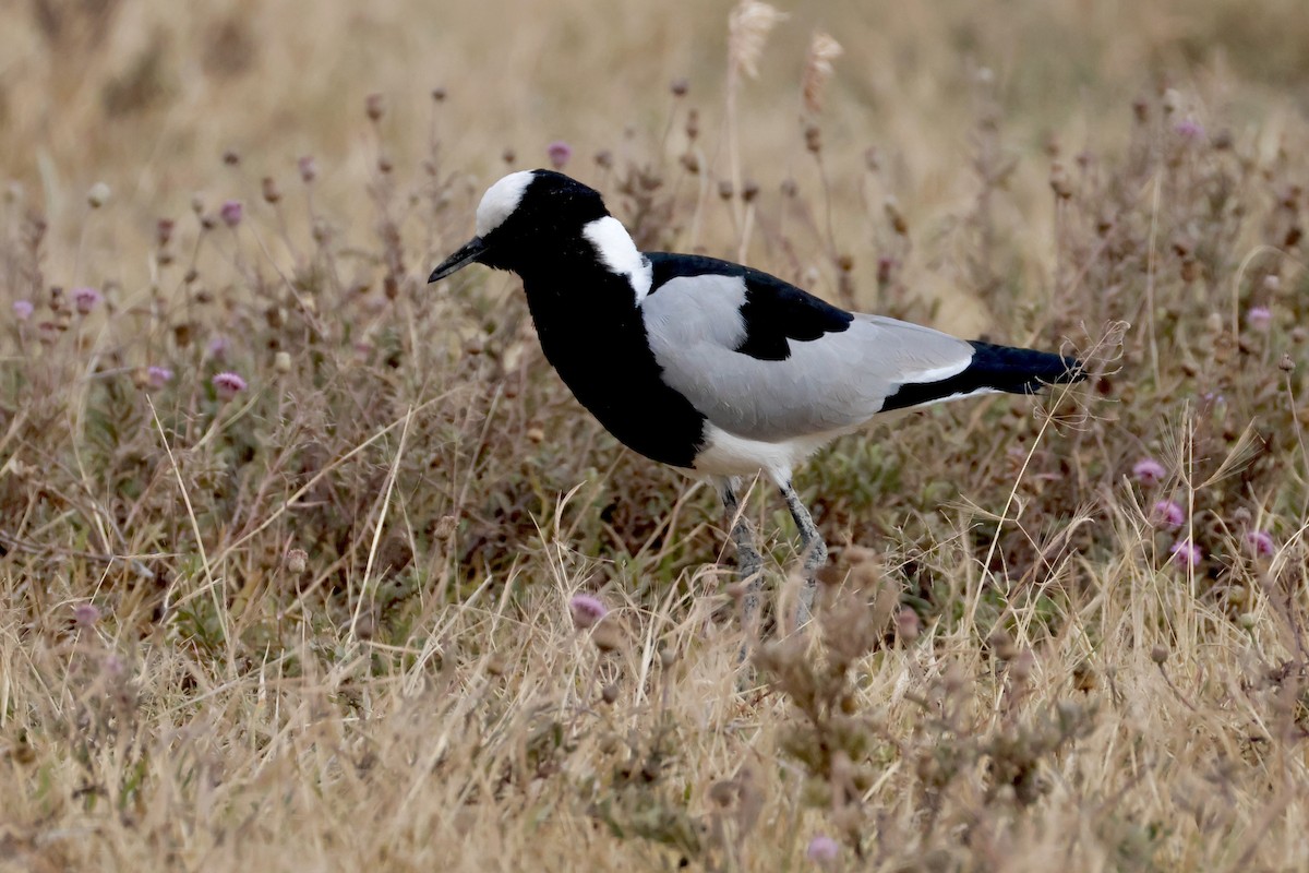 Blacksmith Lapwing - ML638306336
