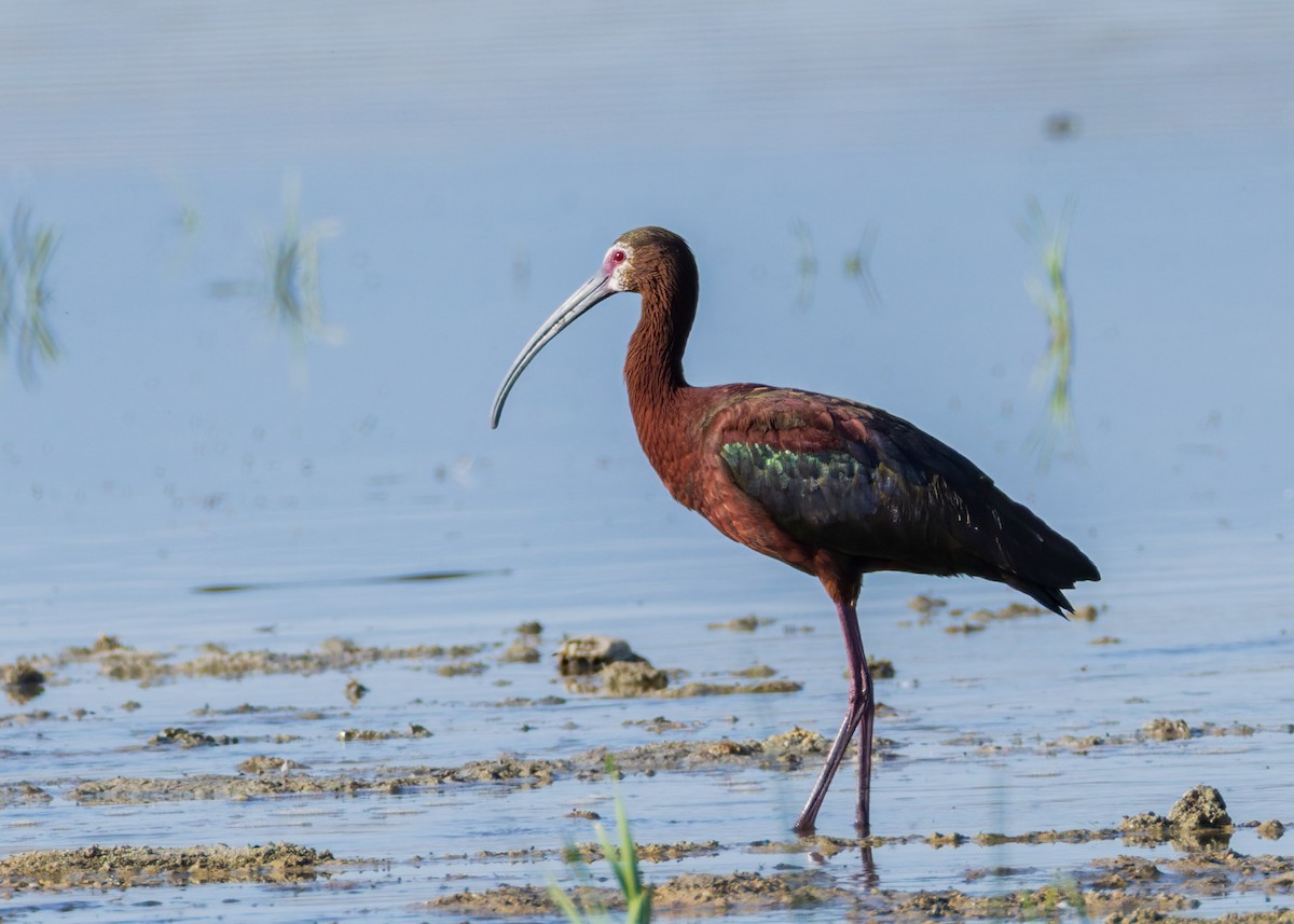 White-faced Ibis - ML638306337