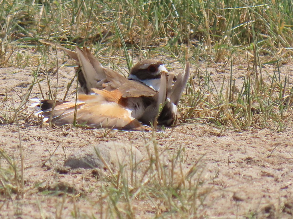 Killdeer - ML638306339