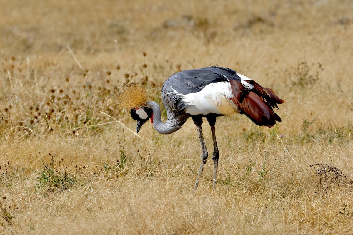 Gray Crowned-Crane - ML638306356