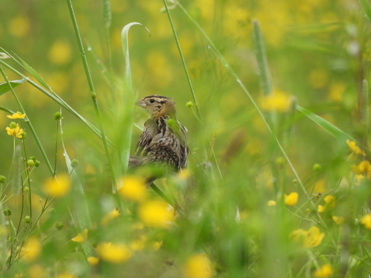 Bobolink - ML638306363