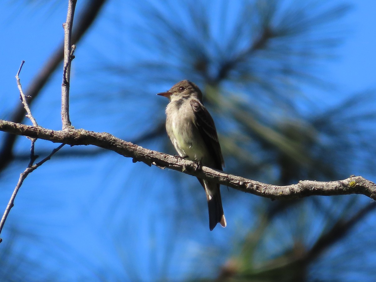 Western Wood-Pewee - ML638306365