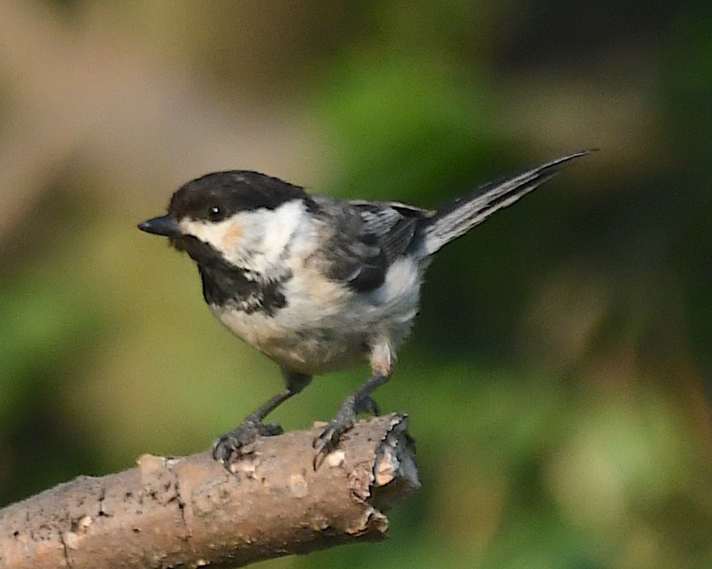 Black-capped Chickadee - ML638306375