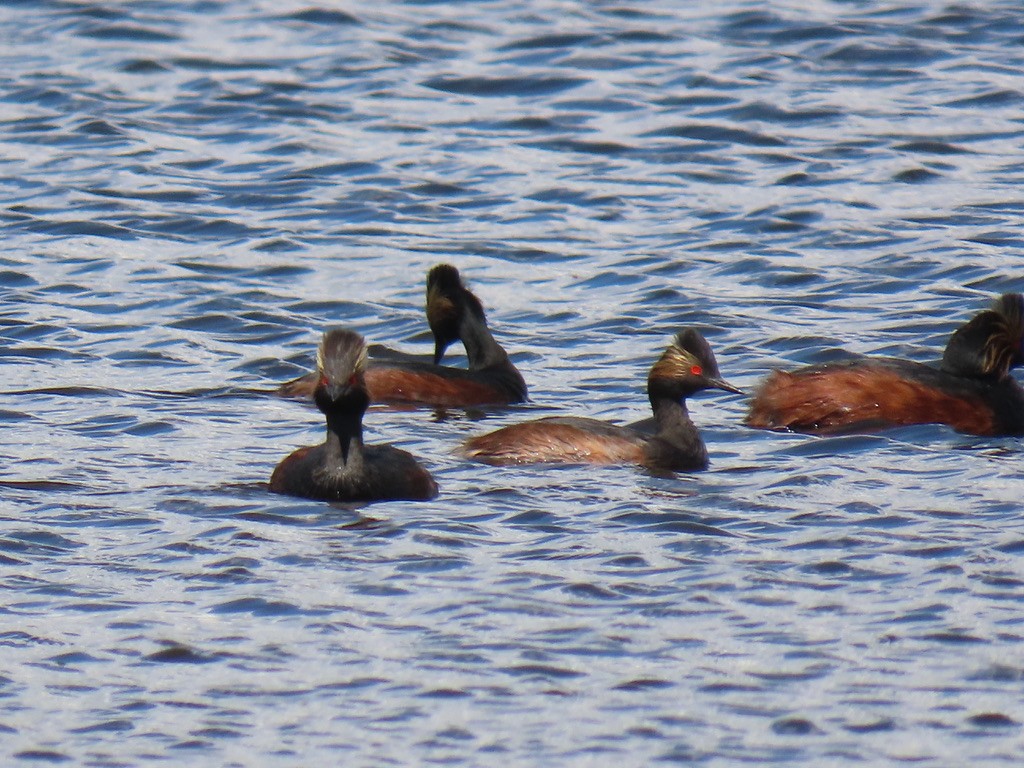 Eared Grebe - ML638306376