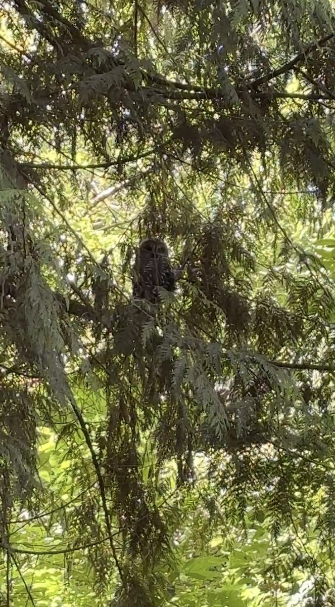 Barred Owl - ML638306380